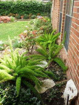 Foxtail ferns planted near rose bush in our backyard. Houston Garden, Foxtail Fern, Florida Landscaping, Porch Plants, Ferns Garden, Yard Landscape, Grasses Landscaping, Flower Pots Outdoor, Fern Plant