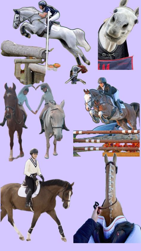 Hunter,cross country,show jumping Horse Wallpaper, Cute Horses, Show Jumping, Cross Country, Horses