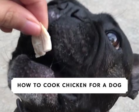 Crockpot Chicken For Dogs, Baked Chicken For Dogs, Boiled Chicken For Dogs, How To Boil Chicken For Dogs, Boil Whole Chicken, Baked Whole Chicken Recipes, Whole Baked Chicken, Grilling Chicken, Boiled Chicken Breast