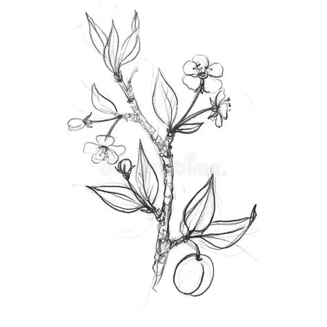 Peach Tree Branch Tattoo, Plum Tattoo Fruit, Crab Apple Tree Tattoo, Plum Tree Tattoo, Fruit Tree Tattoo, Plum Tattoo, Branches With Flowers, Tree Branch Tattoo, Tree Tattoo Men