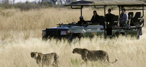 Safari Game Drive - Botswana Selous Game Reserve, Luxury African Safari, Botswana Safari, Africa Vacation, Africa Adventure, Tanzania Travel, Luxury Safari, Africa Safari, Game Reserve