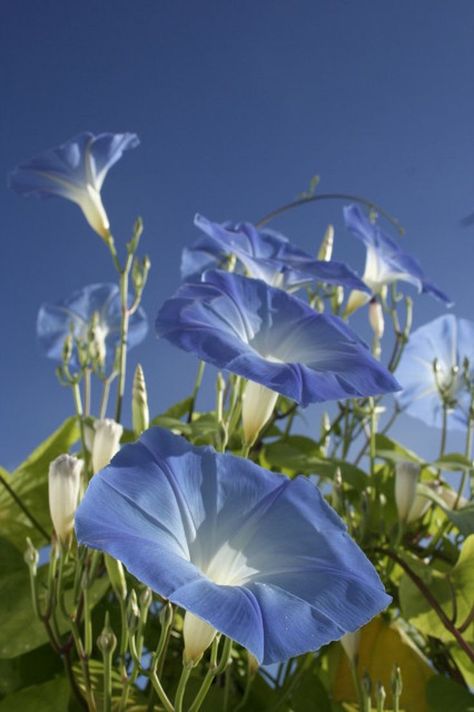 Morning Glory Flowers Aesthetic, Morning Glory Aesthetic, Glory Aesthetic, Acotar Courts, Summer Blooming Flowers, Morning Glory Seeds, Morning Glory Vine, Blue Morning Glory, Morning Glory Flowers