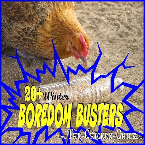 20+ Winter Boredom Busters Chicken Boredom, Chicken Toys, Backyard Chicken Farming, Chicken Life, Chicken Treats, Raising Backyard Chickens, Chicken Chick, Keeping Chickens, Building A Chicken Coop