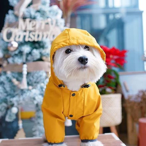 Dog rain coat, pet gear, raining, raincoat, yellow, IT Dog Rain Coat, Puppy Golden Retriever, Raincoat With Hood, Dog Raincoat, Pet Gear, Coat With Hood, Hooded Raincoat, Puppy Clothes, Small Puppies