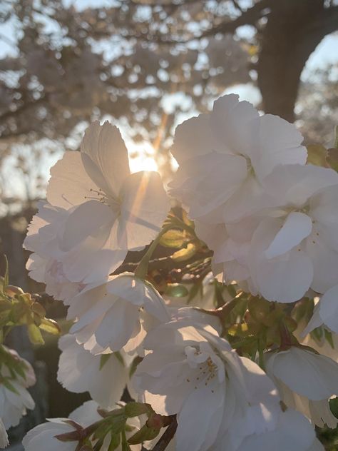 The first sun out. The trees getting there beautiful flowers back. Spring is there! Light Flowers Aesthetic, Light Nature Aesthetic, Camilla Macaulay, Tulip Flower Pictures, White Hour, Light Flowers, Sun Aesthetic, Light Pink Flowers, Bangs With Medium Hair