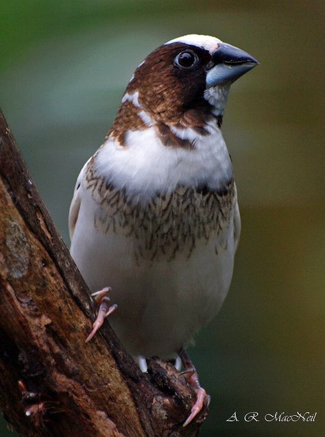 Society Finch at Dusk - Vancouver, British Columbia Society Finch, Bloedel Conservatory, Finches Bird, Flying Flowers, Birds And Flowers, Vancouver British Columbia, Types Of Animals, Olympus Digital Camera, Exotic Birds