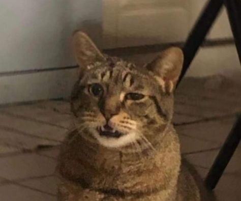 Disgusted Cat, Steak And Eggs, Types Of Food, Cat Memes, Feline, Cute Animals, Kitty, On Twitter, Memes