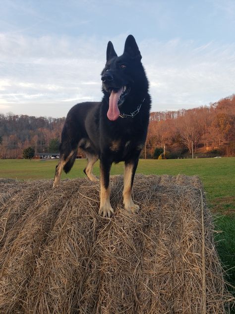 Baby German Shepherds, Female German Shepherd, Shepherd Dog Breeds, Dream Dog, Dog Boarding, 7th Grade, German Shepherds, My Best Friend, Shepherd Dog