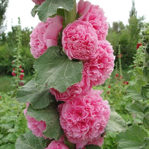 Hollyhock Seeds - Chaters Double | Flower Seeds in Packets & Bulk | Eden Brothers Hollyhock Seeds, Patio Flower Pots, Creative Garden Ideas, Hollyhocks Flowers, Flowers Outside, Wedding Flowers Inspiration, Cottage Flowers, Flowers To Plant, Gardening Accessories