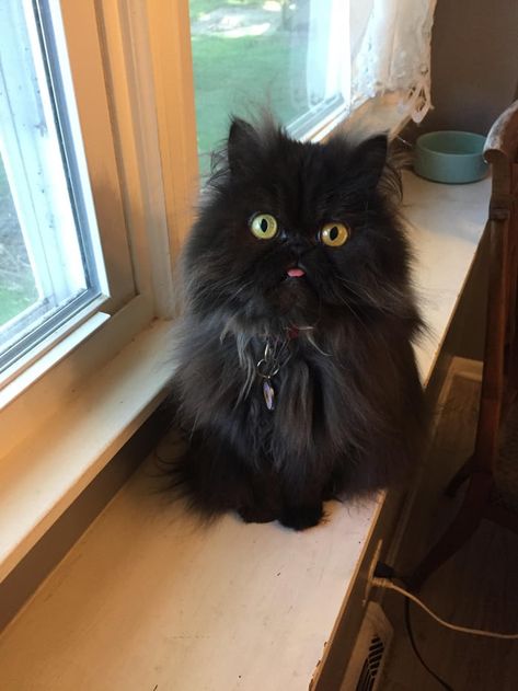 Happy Black Cat Appreciation Day! Persian Black Cat, Black Persian Cat, Happy Black Cat, Tongue Out Tuesday, Black Cat Appreciation Day, Demon Baby, Pheasant Hunting, Dream's Cat, Happy Black