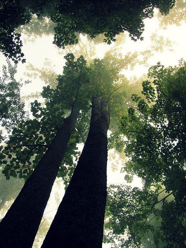 I'd rather be a forest than a street Trees From Below, Trees In The Forest, Shady Garden, Tree Gifts, God's Presence, Sarah Elizabeth, Muir Woods, Tree Spirit, Beautiful Trees