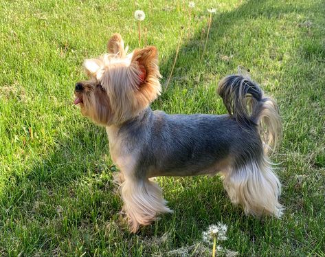 Yorkshire Terrier Haircuts, Yorkie Terrier Mix, Yorkie Haircut, Yorkie Cuts, Yorkie Haircuts, Yorkshire Terrier Haircut, Dog Grooming Styles, Dog Spaces, Puppy Cut