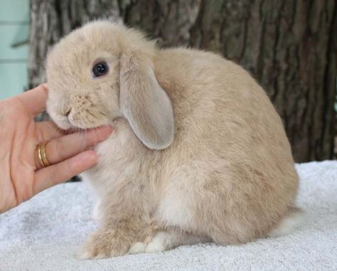 Bunny Tips, Coquette Stuff, Mini Lop Bunnies, Fluffy Bunnies, Lop Bunnies, Holland Lop Bunnies, Lop Bunny, Dutch Rabbit, Rabbit Accessories