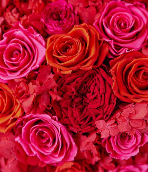 It’s giving #pride 🏳️‍🌈😍 Shot for @lafleurbouquets Bright Pink Roses, Red Flower Arrangements, Roses Garden, Hot Pink Roses, Orange Roses, Garden Roses, Important People, Hat Box, Floral Wall