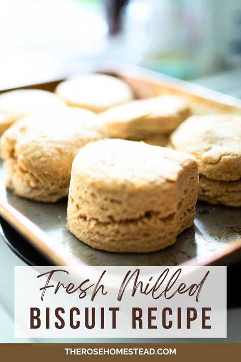 A picture of a fresh milled biscuit on a baking sheet Milled Flour Recipes, Mile High Biscuits, Healthy Biscuits Recipe, Fresh Milled Flour, Whole Wheat Biscuits, Sourdough Biscuits, Flour Biscuits, Wheat Biscuits, Tasty Bread Recipe