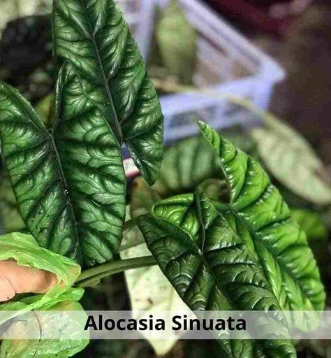 Dear flower lovers, gardeners did you ever heard about Alocasia sinuata. Let's know briefly about it. Alocasia sinuata, commonly called quilted dreams or Alocasia Quilted Dreams, Alocasia Sinuata, Green Shield, Propagating Succulents, Indoor Gardens, Green Quilt, Mother Plant, Plant Roots, Yellow Leaves