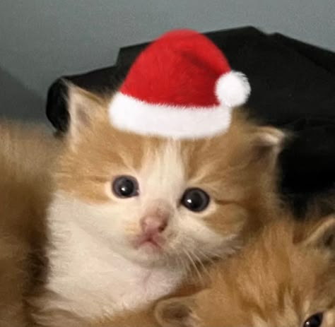 #kittens #cute #aesthetic #heartcore #heart #kdrama #aesthetic #loveyourcat #dogs #pink #emotional #cutecats #cutekittens #fyp #foryoupage Christmas Pfps Y2k, Cat Safe Christmas Tree, Cats In Christmas Trees, Christmas Profile Pictures, Images Of Cats, Cat Profile, Cute Headers For Twitter, Dream's Cat, Cat Christmas Tree