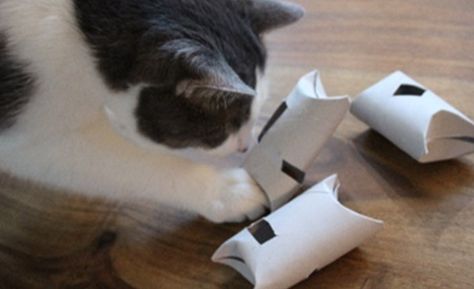 Cat Puzzle Feeder Diy, Diy Cat Toy Toilet Paper Roll, Diy Puzzle Feeder For Cats, Diy Cat Feeder, Toilet Paper Roll Cat Toy, Diy Cat Puzzles, Cat Enrichment Ideas, Cat Enrichment Diy, Feline Enrichment