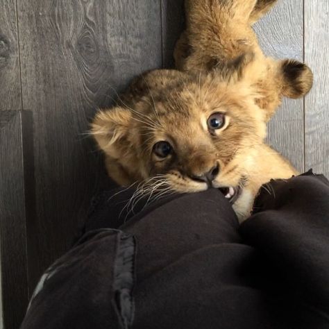 Pet Lion, Baby Tigers, Cute Lion, Lion Cub, Baby Lion, Cute Creatures, Cute Little Animals, Animals Friends