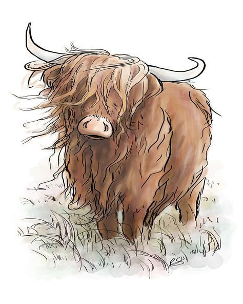 A highland cow illustration Highland Cow Drawing, Cow Drawing Easy, Highland Cow Illustration, Highland Cow Tattoo, Cow Sketch, Highland Cow Painting, Cow Tattoo, Highland Cow Art, Cow Illustration