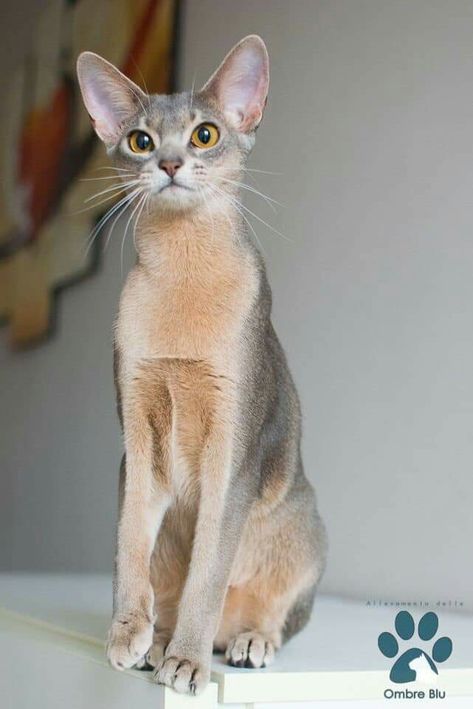 Blue Abyssinian Abyssinian Cats, Gorgeous Cats, Cat Pose, Pretty Animals, Abyssinian, Warrior Cat, Cat Aesthetic, Warrior Cats, Pretty Cats