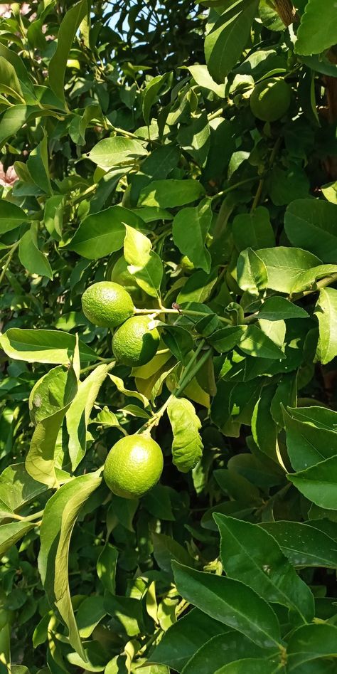 #lime Lime Tree Aesthetic, Lime Trees, Fig Varieties, Summer Pasta Dishes, Tattoo Plant, Curry Ingredients, Tree Growth, Homemade Applesauce, Lime Tree