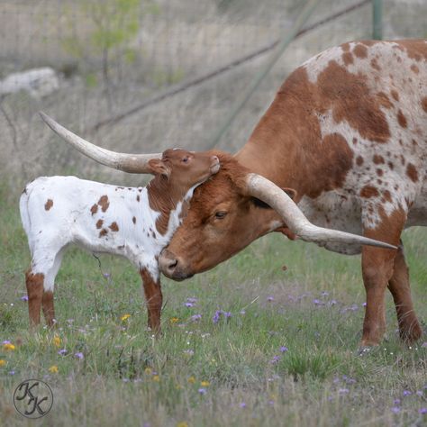 Longhorn Steer, Longhorn Cattle, Longhorn Cow, Long Horn, Bull Cow, Farm Lifestyle, Texas Longhorn, Cow Calf, Animal Photos