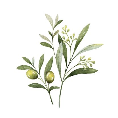 Olive Illustration, Pnw Plants, Olive Tattoo, Olive Branch Tattoo, Olive Plant, Basic Watercolor, Watercolor Vector, Branch Vector, Olive Branches