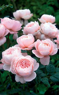 David Austin Queen Of Sweden, Queen Of Sweden, Austin Rose, Rose Queen, Coming Up Roses, Peony Rose, David Austin Roses, David Austin, Bonsai Garden