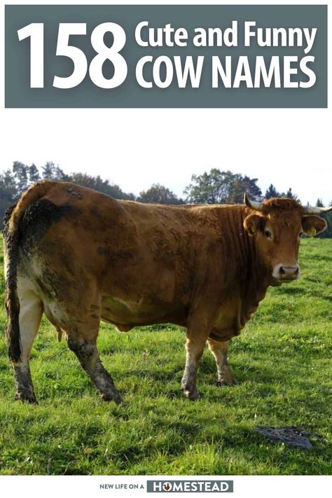 Naming a cow is important. Not only can they recognize their name, but a good name can help you keep track of them. Learn more here. #cows #homesteading Funny Cow Names, Cow Names, Livestock Shelter, Raising Cattle, Funny Cow, Cows Funny, Types Of Animals, Wild Game, Homestead Survival