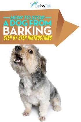 How To Stop A Dog From Barking Video How To Stop My Dog From Barking, Train Dog Not To Bark, Stop Barking Dogs Tips, Stop Puppy Barking, Small Dog Training, Stop Dog Barking, Dog Minding, Easiest Dogs To Train, Dog Training Techniques