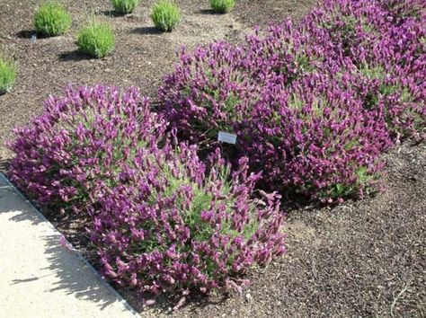 backyard plan - lavandula quasti - Lavandula Stoechas, Purple Pineapple, Spanish Lavender, Backyard Plan, Backyard Plants, 100 Questions, Buy Seeds, Raised Planter, Plant Information