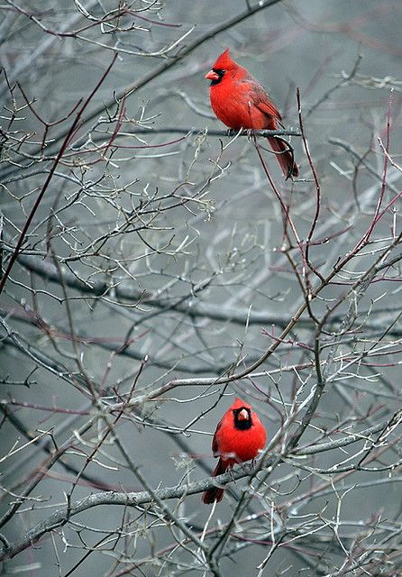 Winter Cardinals | Bob Daveant | Flickr Conversation Pictures, Winter Cardinals, Red Cardinals, Winter Cardinal, Northern Cardinal, Paper Flowers Wedding, State Birds, Fall Coloring Pages, Cardinal Birds