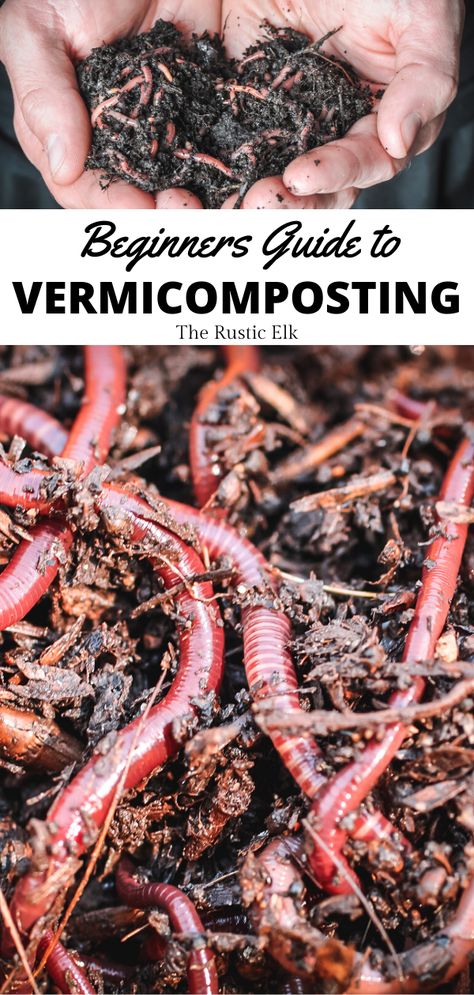 The ultimate guide to vermicomposting for beginners. Learn how to create a bin and tips to keep your worm farm indoors. Vermicomposting Worm Farm, Red Worm Composting, Worm Farm Diy, Red Wiggler Worms, Natural Plant Fertilizer, Worm Composting Bin, Meal Worms, Diy Compost, Kitchen Scraps