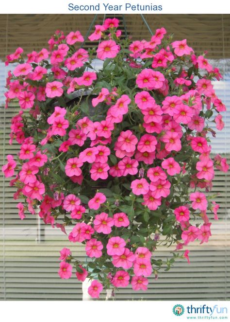 Last fall, when it came time to take this petunia plant down, I trimmed it back and placed it under the house, right inside the crawlspace door to see if I could keep it through the winter. Keeping a check on it, I watered it a little a couple of times. Growing Petunias, Petunia Hanging Baskets, Pink Petunias, Petunia Plant, Geraniums Red, Flower Cones, Pink Geranium, Potted Plants Outdoor, Flower Cottage