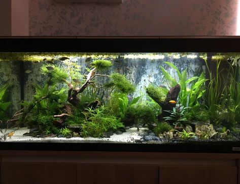 63 gallons freshwater fish tank (mostly fish and non-living decorations) - The Realm Large Freshwater Aquarium Ideas, Freshwater Aquarium Design, 45 Gallon Fish Tank Ideas, Freshwater 55 Gallon Fish Tank Ideas, 55 Gallon Fish Tank Decor Ideas, Freshwater Tank Ideas, Large Freshwater Aquarium, 60 Gallon Fish Tank Ideas, Large Aquarium Ideas