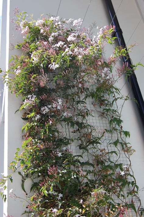 pink jasmine Pink Jasmine Plant, Pink Jasmine Vine, Jasmine Balcony, Star Jasmine Trellis, Bathroom Courtyard, Jasmine Garden, Vine Fence, Evergreen Clematis, Red Climbing Roses