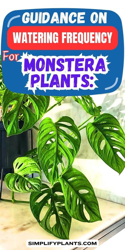 plant care techniques, 
houseplant hydration methods, ""Guidance on watering frequency for Monstera, Monstera plant care, Watering 
tips for Monstera, Monstera watering schedule, How often to water Monstera, 
Monstera moisture needs, Caring for Monstera plant, Monstera hydration 
guide, Proper watering for Monstera, Monstera watering advice.
Monstera plant hydration, Watering frequency for Monstera plant, Monstera watering guidelines" Potting Plants, Monstera Plants, Soil Types, Houseplant Care, Plant Parent, Rubber Plant, Cheese Plant, Water Signs, Variegated Plants