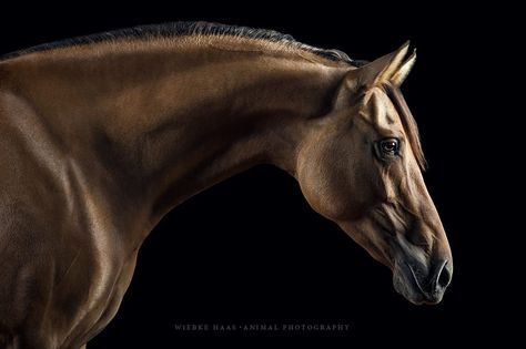 Kiger Mustang Horse, Kiger Mustang, Kathiyawadi Horse, Lusitano Horse, Horse's Neck, Marwari Horses, Horse Photographer, Horse Profile, Horse Heads