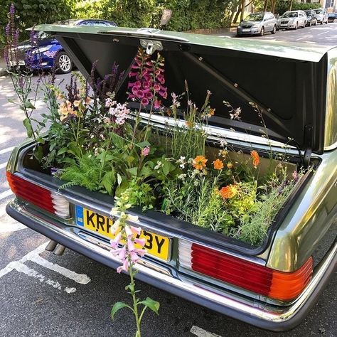 bunches of plants in a vintage cars trunk!! 귀여운 음식 그림, Have Inspiration, Sanskrit, Cool Stuff, Shade Garden, My Flower, Pretty Flowers, Pretty Pictures, A Car