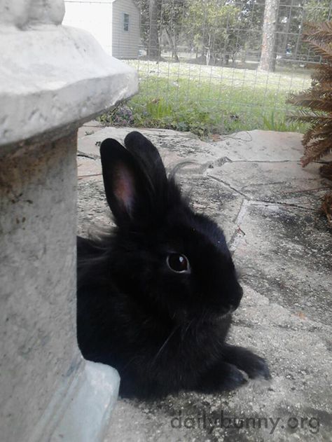 Black Bunnies Aesthetic, Black Bunny Aesthetic, Black Bunnies, Daily Bunny, Rabbit Life, Bunny Black, Rabbit Pictures, Indoor Rabbit, Beautiful Rabbit