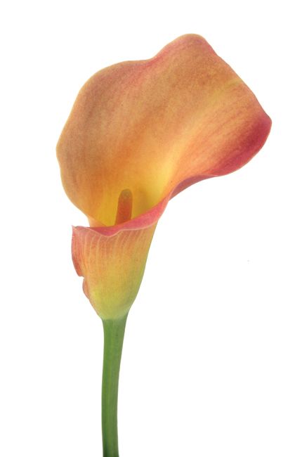 Coral Blush Calla lily Cala Lilies, Coral Blush, Pale Orange, Calla Lilies, Calla Lily, Delaware, Pretty Flowers, Florist, Coral