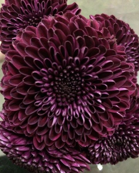 Large Purple Button Disbud Mum Pom Pom Chrysanthemum, Plum Colored Flowers, Dark Mauve Flowers, Dark Purple Flowers Aesthetic, Dark Purple Peonies, Moody Purple Bouquet, Focal Flowers, Purple Mums, Fall Purple