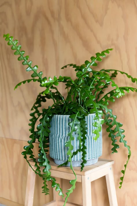 Fishbone Cactus, Best Indoor Hanging Plants, Plant Goals, Bright Sunshine, Trending Ideas, Hanging Plants Indoor, Hanging Succulents, Garden Indoor, Cymbidium Orchids