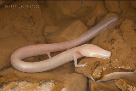 Olm (Proteus anguinus) White Humpback Whale, Lego Factory, Pokemon In Real Life, Black Barn, Water Dragon, Unicorn Colors, Give Birth, Paws And Claws, Sea Creatures