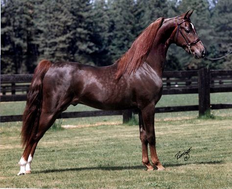 Gorgeous liver chestnut stallion, Millionaire. Liver Chestnut, American Saddlebred Horses, Animal Wallpapers, Majestic Horses, Pony Breeds, Pinto Horse, Morgan Horse, American Saddlebred, Wallpapers Pictures