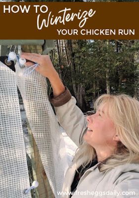 Winterize Chicken Run, Winter Chicken Coop Ideas, Backyard Chicken Run, Winter Chickens, Chicken Coop Winter, Chicken Backyard, Backyard Chicken Coop, Duck Stuff, Chickens In The Winter