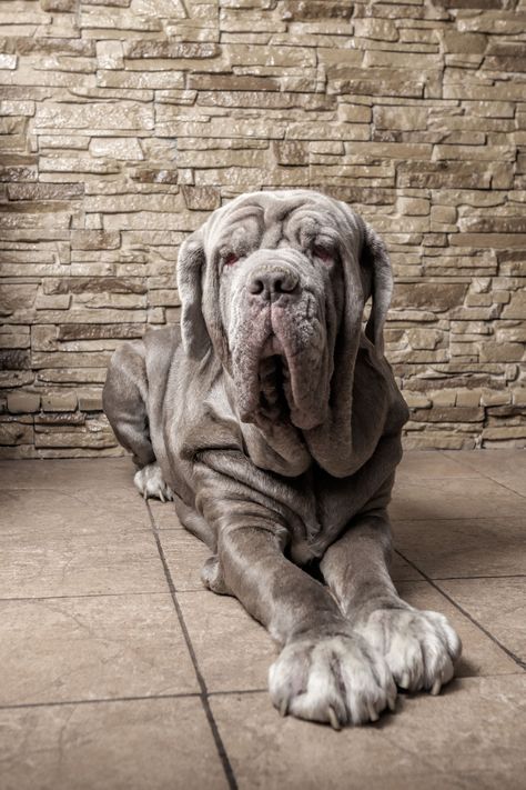 Neapolitan Mastiff Dog Pics Cute, Dogs Personality, Cute Dpz, British Mastiff, English Mastiff Puppies, Friendly Dog Breeds, Neapolitan Mastiff, Mastiff Mix, Mastiff Breeds