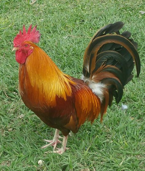 Rooster: Rhode Island Red                                                                                                                                                      Plus Rhode Island Red Rooster, Rooster Breeds, Chicken Coloring, Best Egg Laying Chickens, Rhode Island Red, Chicken Pictures, Chicken Life, Chicken Painting, Beautiful Chickens