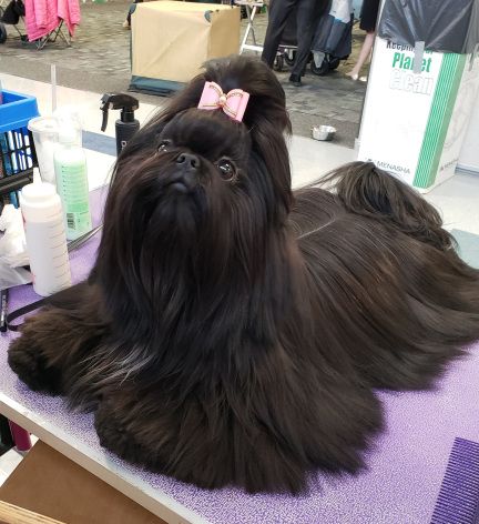 Shih Tzu Hairstyles, Rain Hairstyles, Lasa Apso, Black Shitzu, Brown Shih Tzu, Black Shih Tzu, Shih Tzu Haircuts, Perro Shih Tzu, Chien Shih Tzu